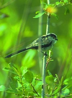 burubeltz buztanluzia