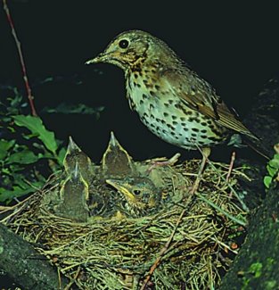 bidigarrua bere umiekin