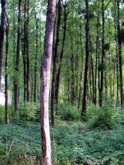 San Prudentzioko txopoixa