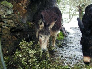 astuak txorrokixa jaten